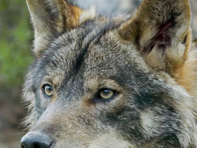 Animali Alfa - Grandi privilegi, grandi responsabilita