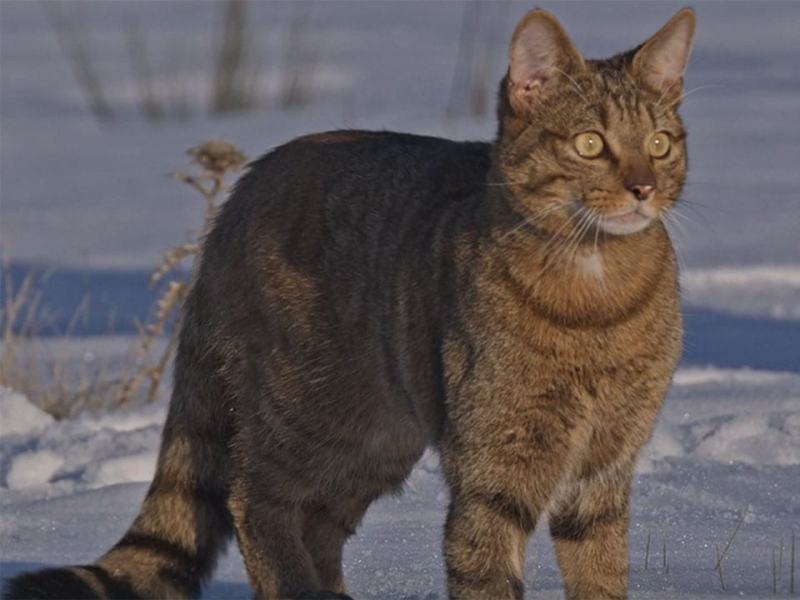 Cacciatori del Mediterraneo 1 - Stag. 1 Ep. 1 - Strategie di predatori e prede