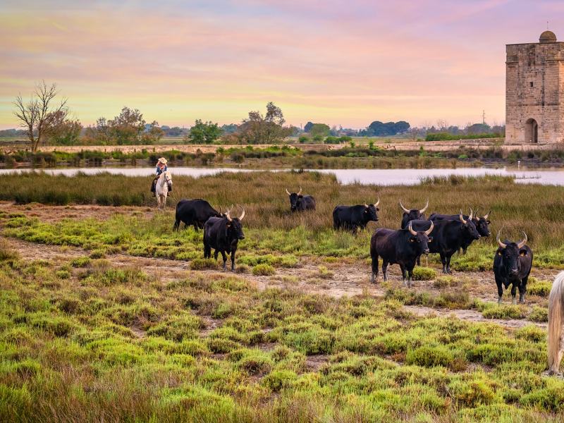 Camargue - Stag. 1 Ep. 2 - Il regno d'acqua dolce