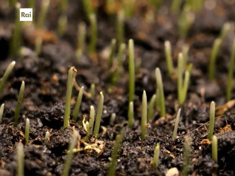 Casa Sapiens 2024 - Stag. 2024 Ep. 17 - Suoli perduti