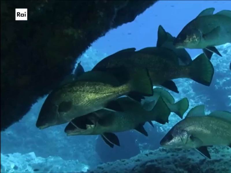 Casa Sapiens 2024 - Stag. 2024 Ep. 2 - Mari di vita