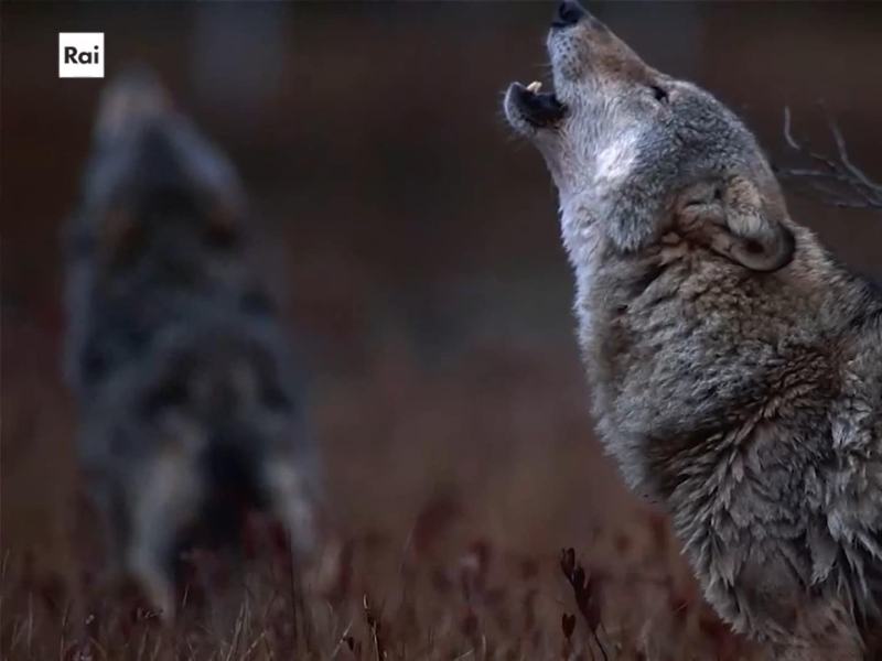 Casa Sapiens - Stag. 2024 Ep. 9 - Attento, lupo