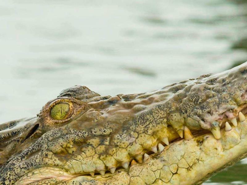 Evolution - Il viaggio di Darwin 1 - Stag. 1 Ep. 2 - Caribu