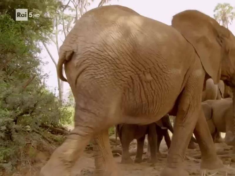 Evolution - Il viaggio di Darwin - Stag. 1 Ep. 1 - Elefanti