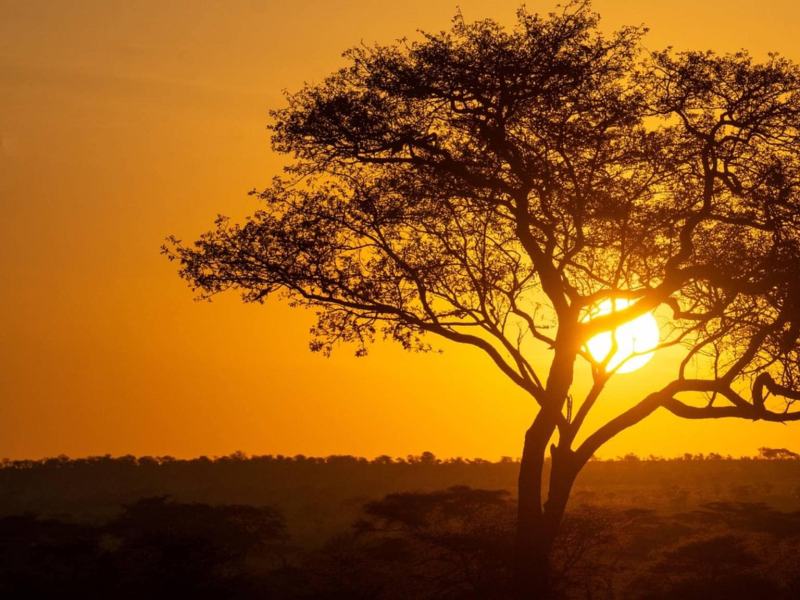 Evolution - Serengeti Ep. 3 - Invasione