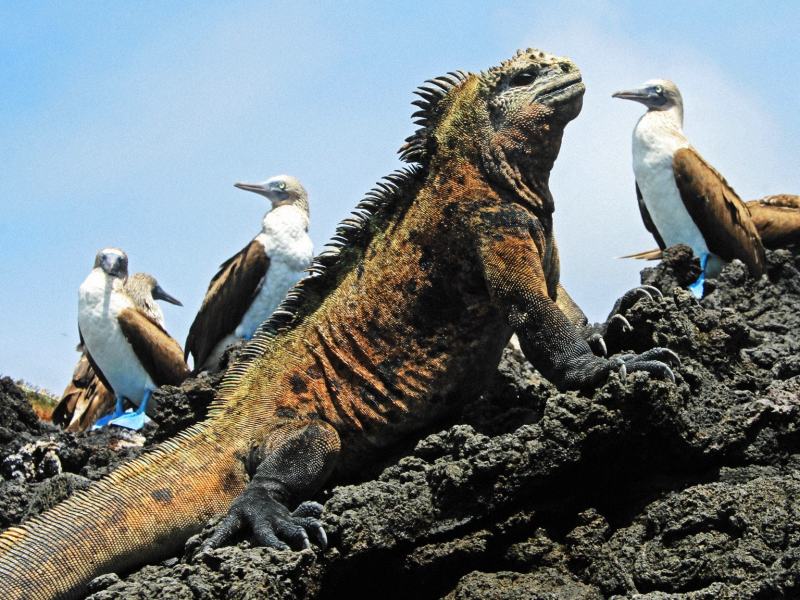 Evolution  - Stag. 1 Ep. 2 - Dalle Ande alle Galapagos