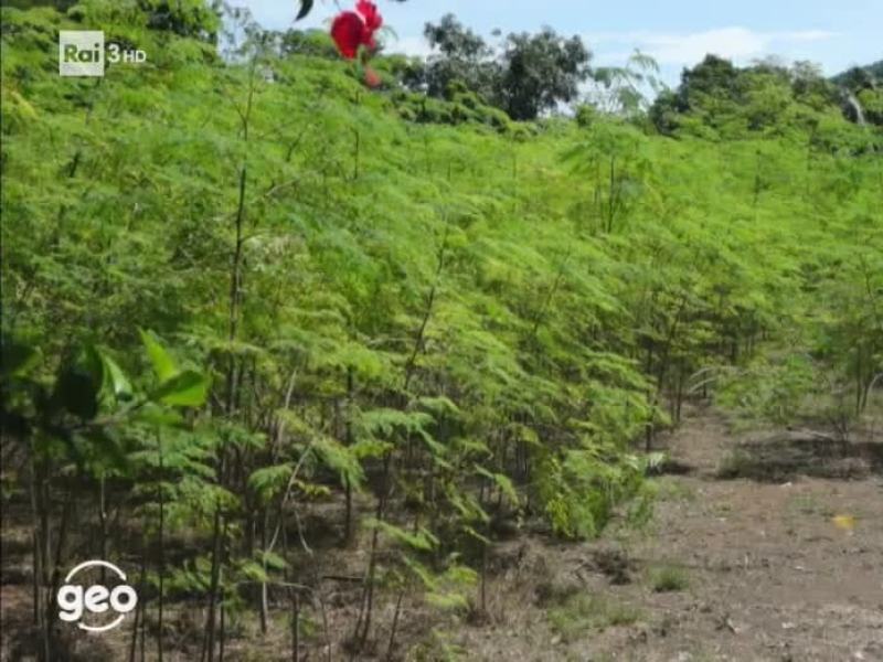 Geo - Stag. 2018 - L'albero dei miracoli