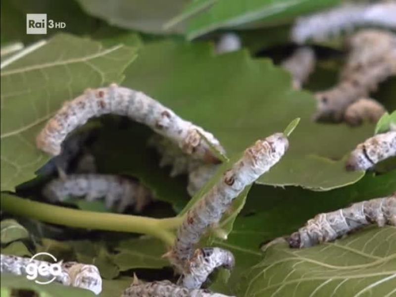 Geo - Stag. 2018 - Mimoza e i gelsi