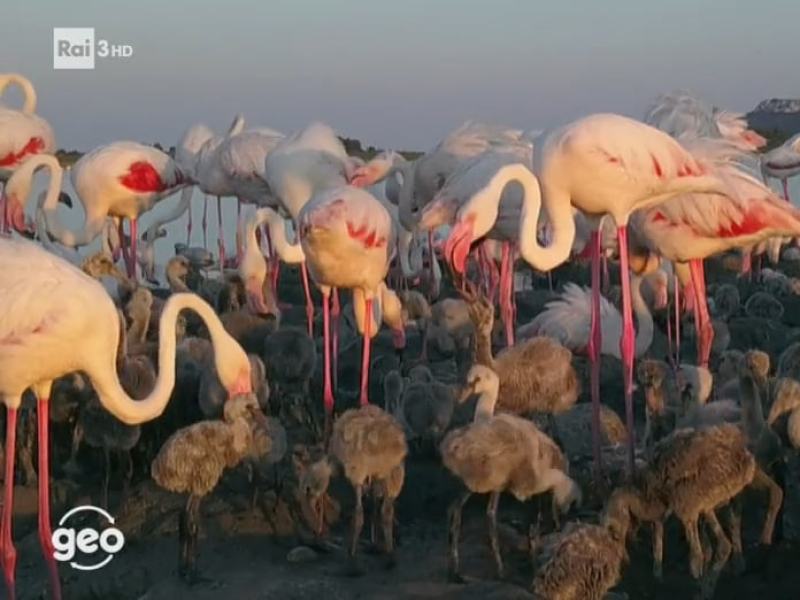 Geo - Stag. 2019 - La città dei fenicotteri