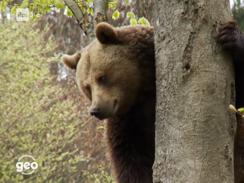 Geo - Stag. 2019 - Salviamo l'orso