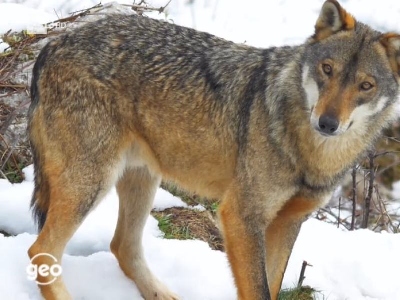 Geo - Stag. 2020 - Fratello lupo