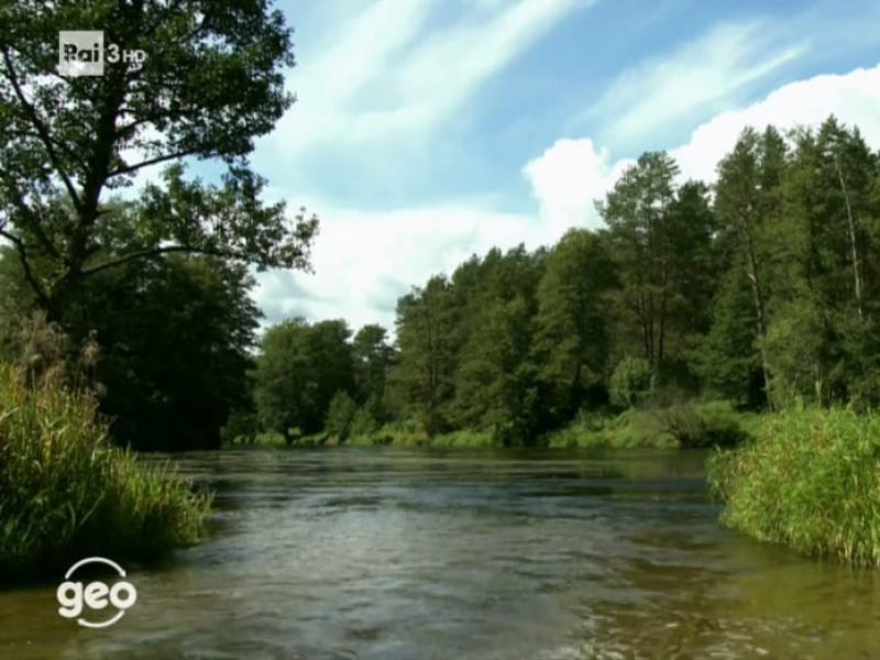 Geo - Stag. 2020 - La foresta dei canti