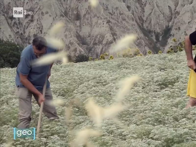 Geo - Stag. 2023 - Anice verde - 05/12/2023