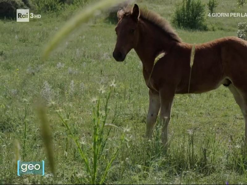 Geo - Stag. 2023 - Mille in cammino - 29/09/2023