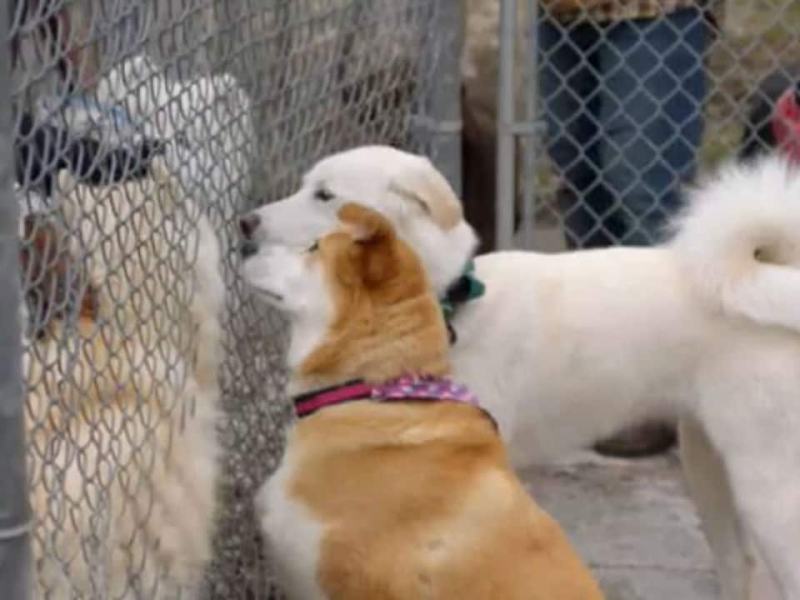 Hudson & Rex - Stag. 1 Ep. 16 - Giustizia cieca