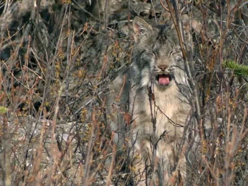 I meccanismi della natura - Ep. 3 - La foresta temperata