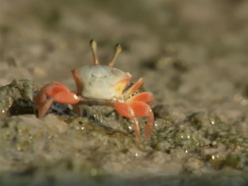 I meccanismi della natura - Ep. 4 - Gli ecosistemi acquatici