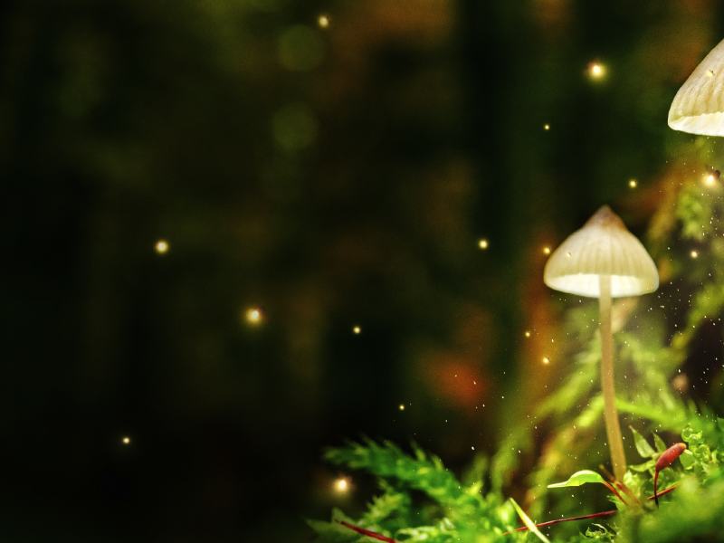 Il bosco magico