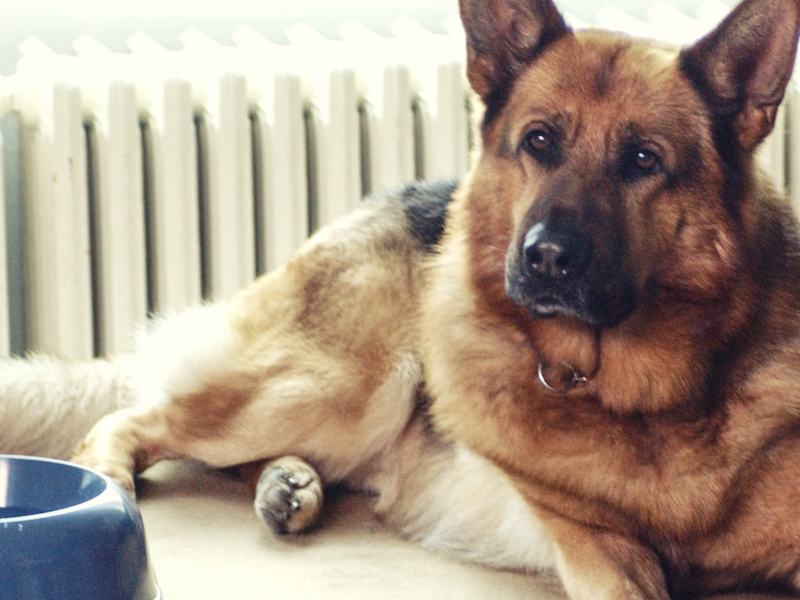 Il commissario Rex - Stag. 2 Ep. 7 - Scontro finale