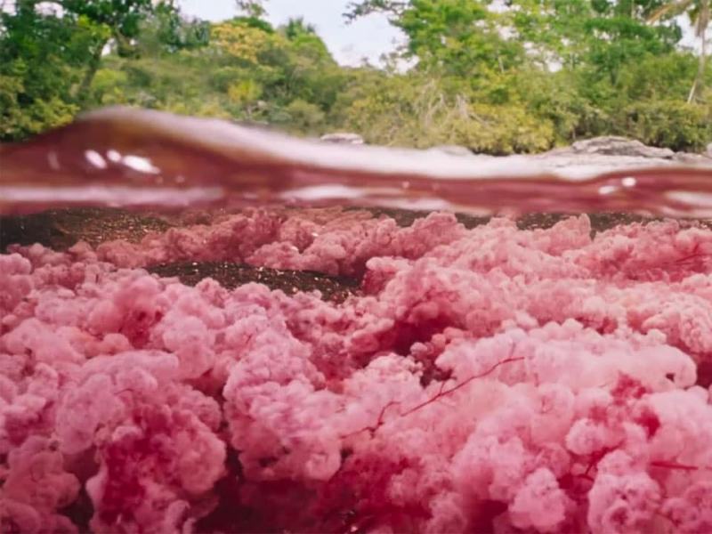 Il Pianeta Verde - Stag. 1 Ep. 2 - Mondi sommersi