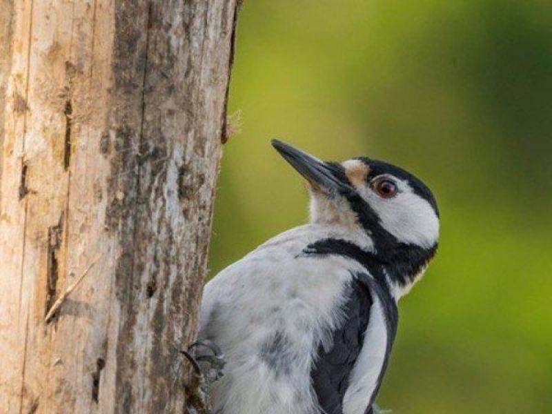 Immersi nella natura