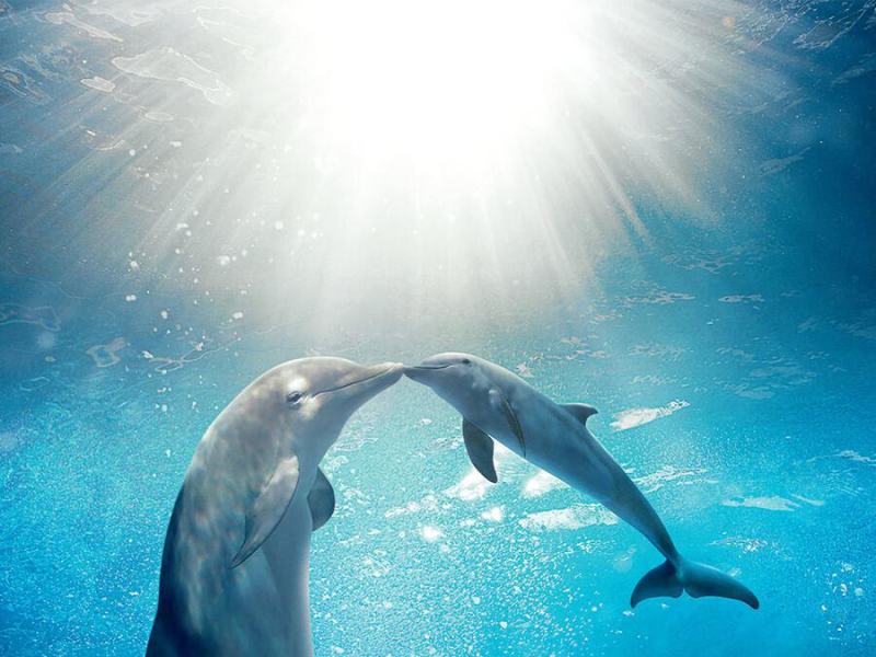 L'incredibile storia di Winter il delfino 2