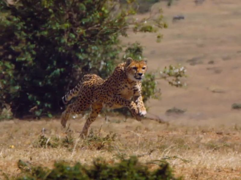 La caccia (Documentario) 1 - Stag. 1 Ep. 1 - La sfida più ardua
