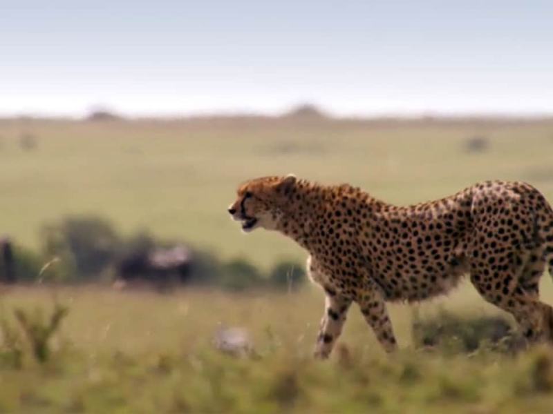 La caccia (Documentario) - Stag. 1 Ep. 5 - A carte scoperte