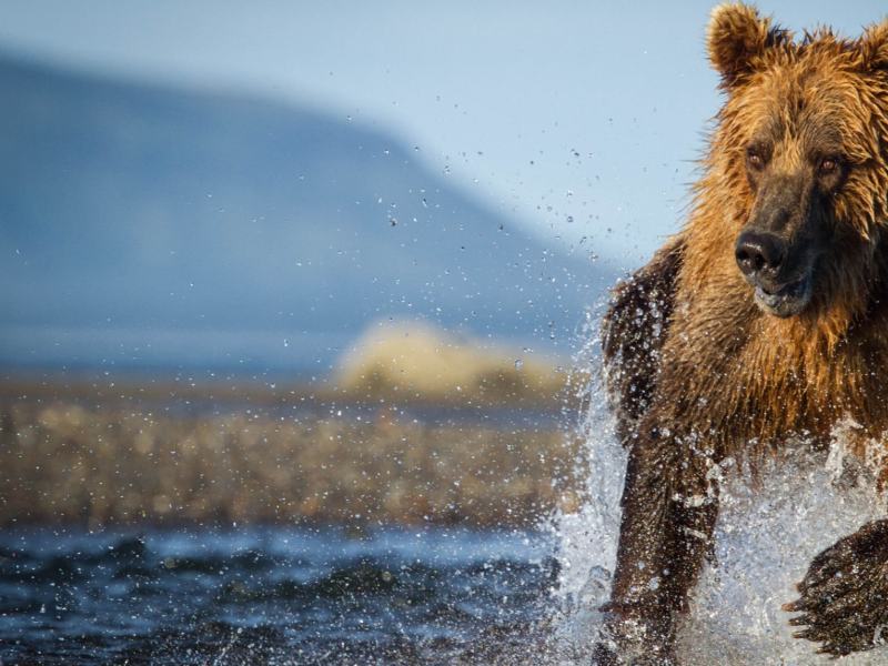 La caccia (Documentario) - Stag. 1 Ep. 7