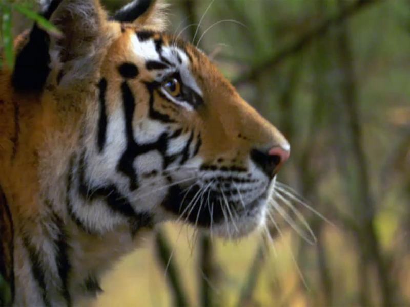 La caccia - Ep. 3 - Giocare a nascondino