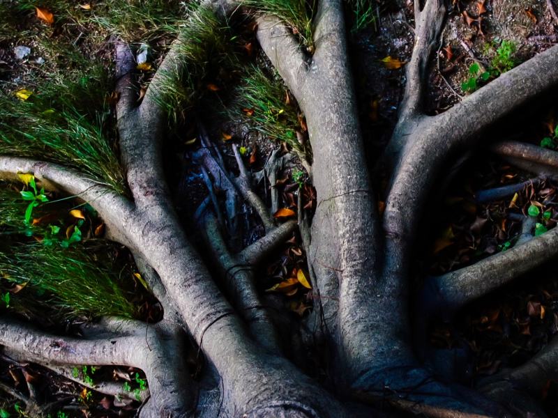 La rete sotterranea vegetale