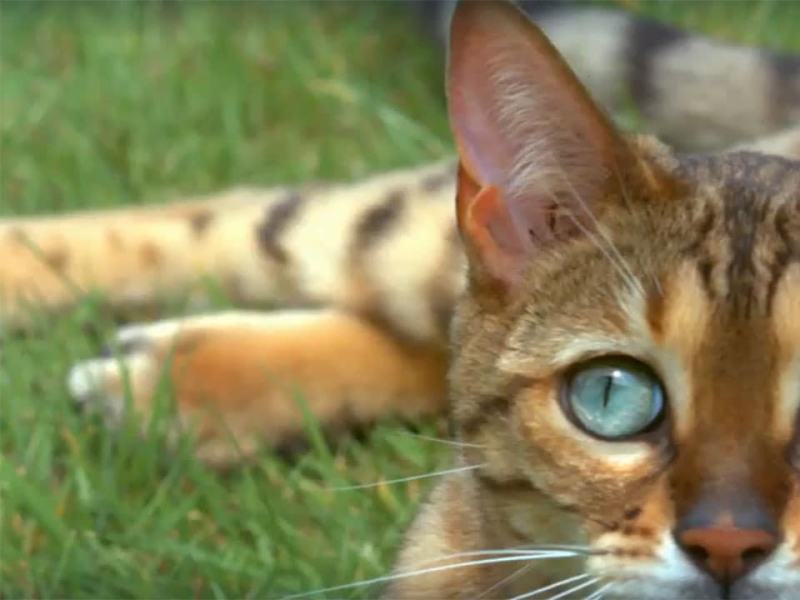 La verità sui gatti 1 - Stag. 1 Ep. 1 - Una vista da gatto