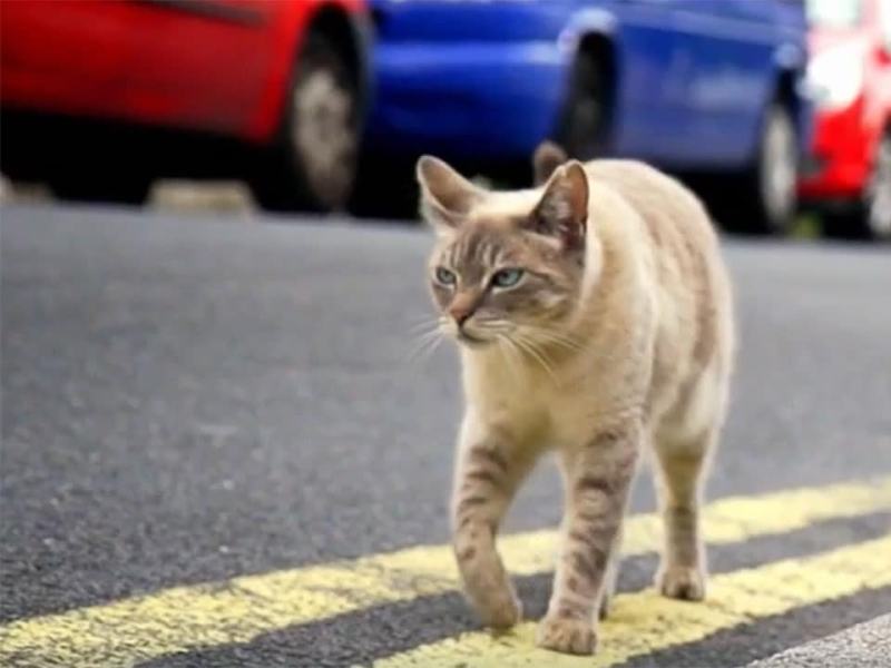 La verità sui gatti - Stag. 1 Ep. 3 - Il linguaggio dei gatti