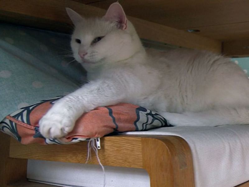 La verità sui gatti - Stag. 2 Ep. 2 - Il leone nel tuo grembo