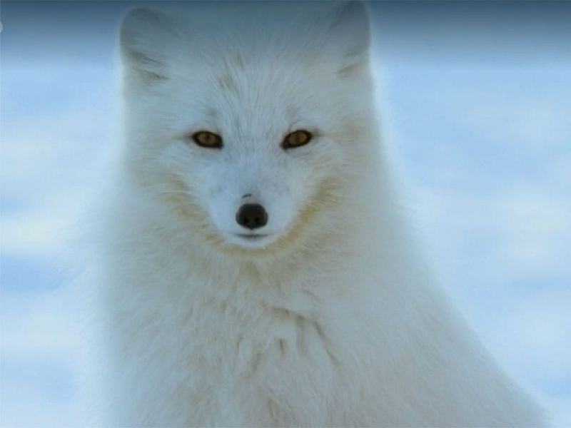 La vita a colori - Stag. 1 Ep. 2 - L'inganno dei colori