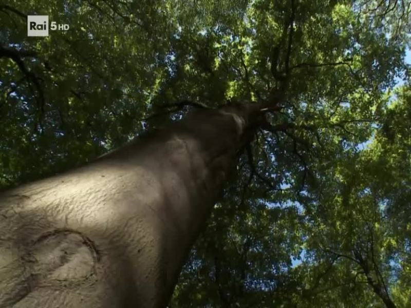 La vita sulla cima degli alberi