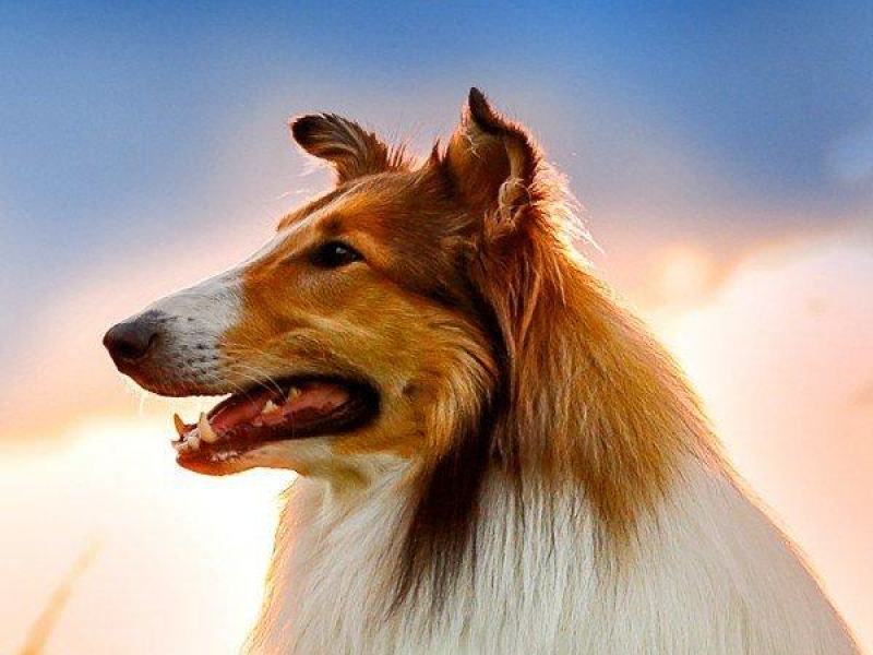Lassie torna a casa