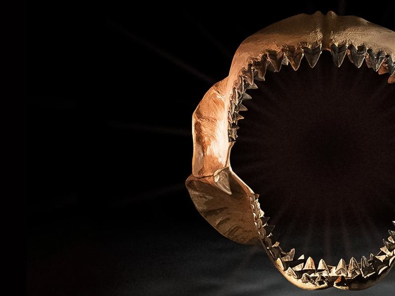 Le creature più grandi del mondo - Stag. 1 Ep. 1 - Le creature acquatiche