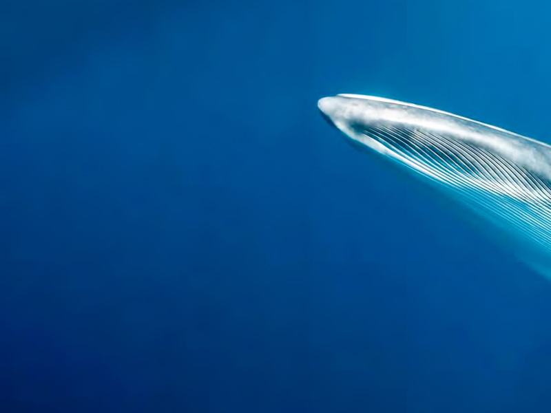 Le sentinelle della grande barriera corallina