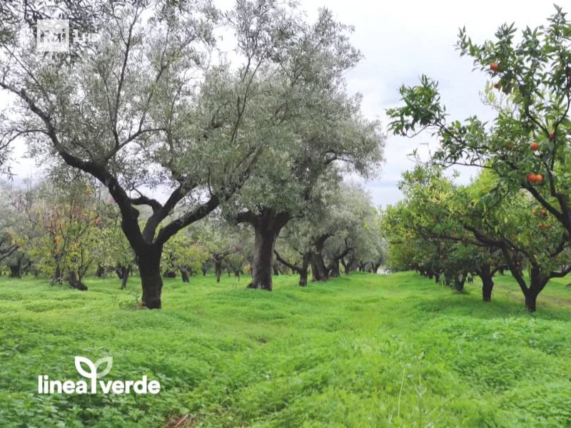 Linea Verde - Stag. 2025 - Calabria: terra di olio, agrumi e 
