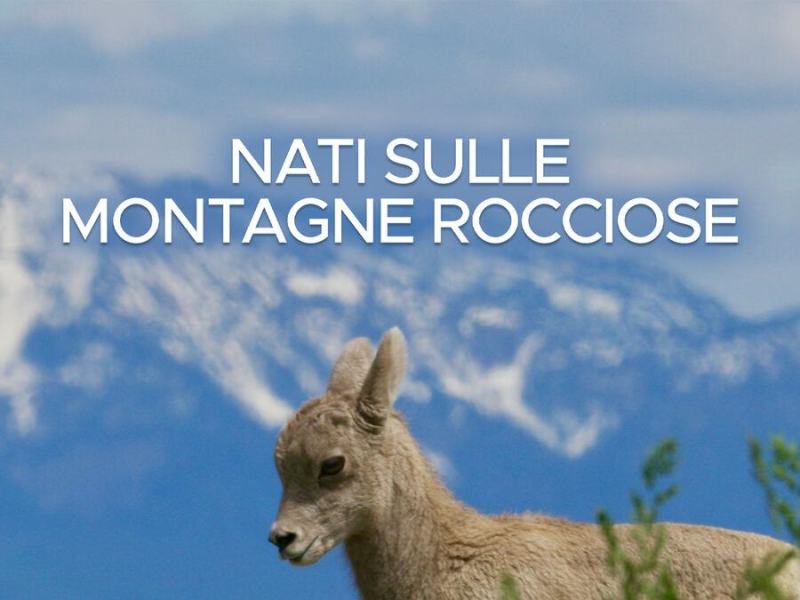 NATI SULLE MONTAGNE ROCCIOSE