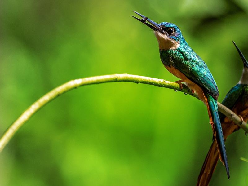 Nel cuore selvaggio della Colombia 1 - Stag. 1 Ep. 2 - Il viaggio del colibri