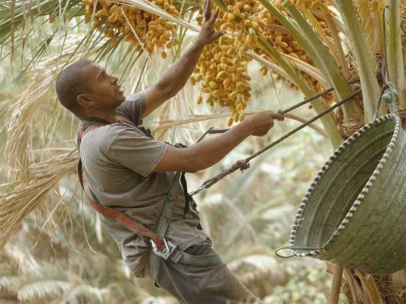 Oasi - Stag. 1 Ep. 4 - Marocco - I maestri dell'acqua di Tafialet
