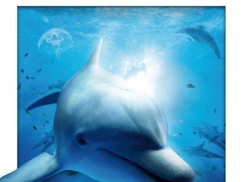 Oceani