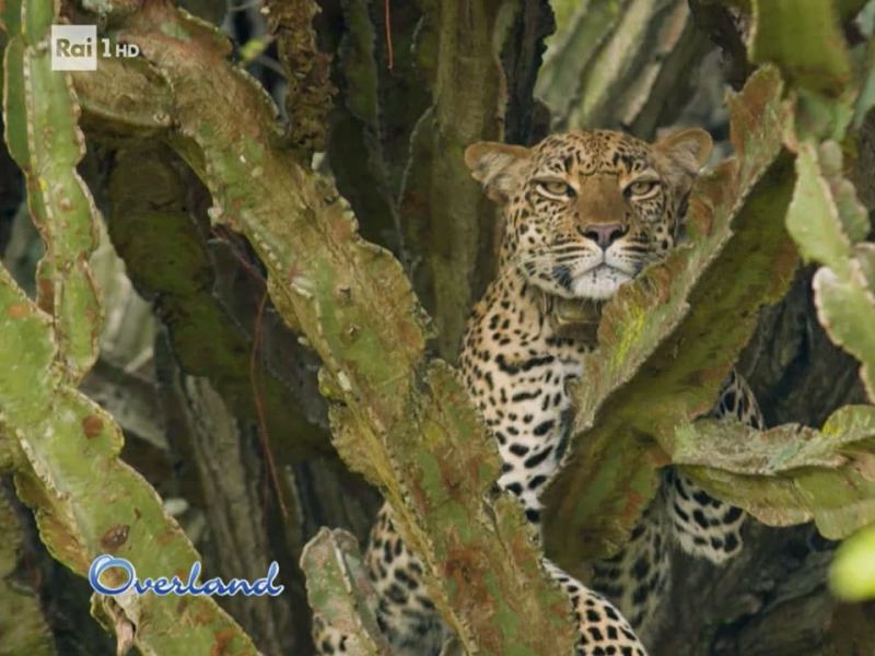 Overland 2023 - Stag. 2023 Ep. 3 - Uganda: il cuore verde d'Africa - 19/07/2023