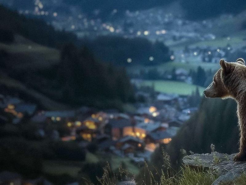 Pericolosamente vicini - Vivere con gli orsi