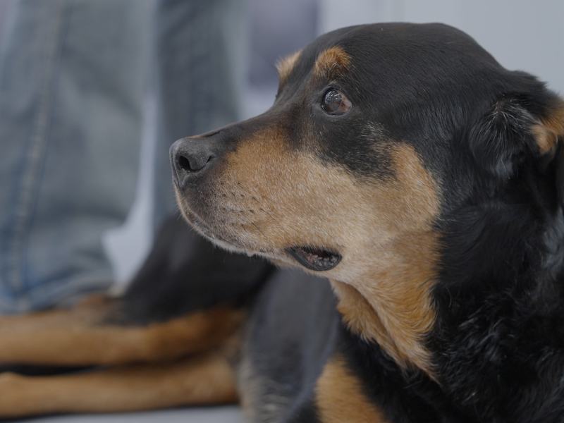 Pet Anatomy 1 - Stag. 1 Ep. 1 - Il destino di Poxie