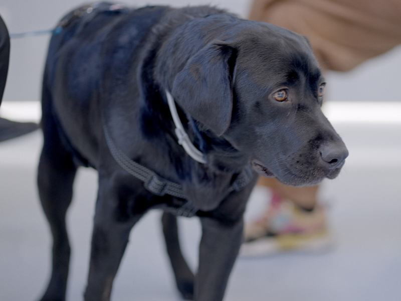 Pet Anatomy - Stag. 1 Ep. 3 - La notte di Lucky