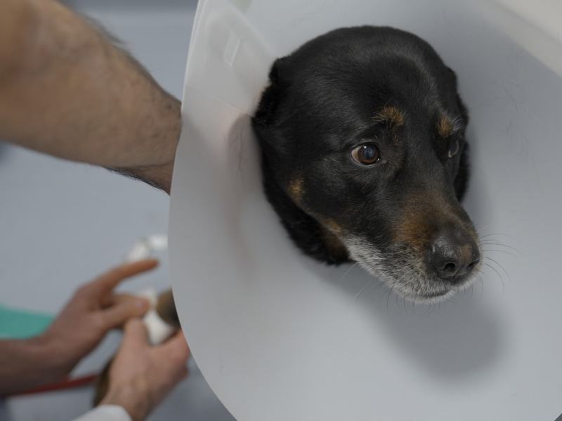 Pet Anatomy - Stag. 1 Ep. 4 - Io e Marley