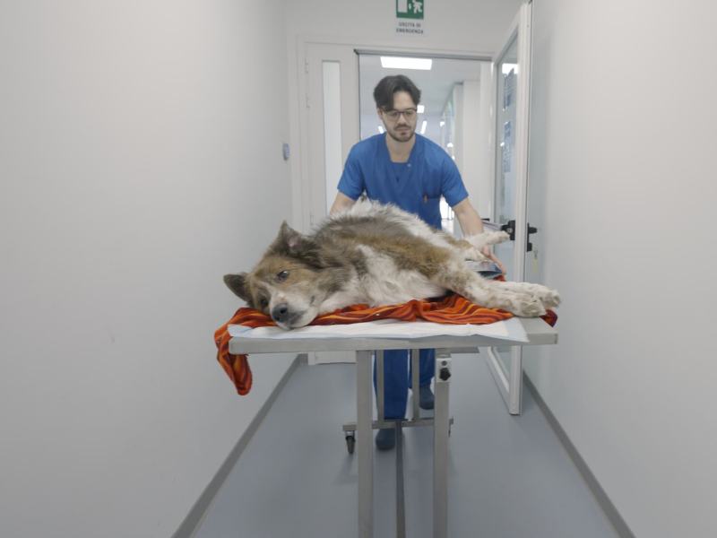 Pet Anatomy - Stag. 1 Ep. 6 - Io per te, tu per me